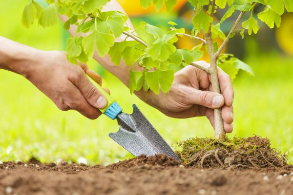 Fruit Tree Planting in Concord