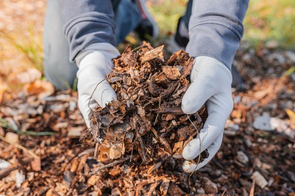 Shredded Mulch Installation in Concord