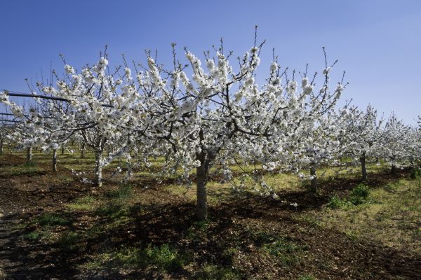Orchard Planting in Concord