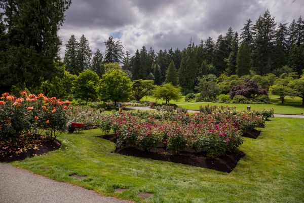 Flower Garden Landscaping in Concord