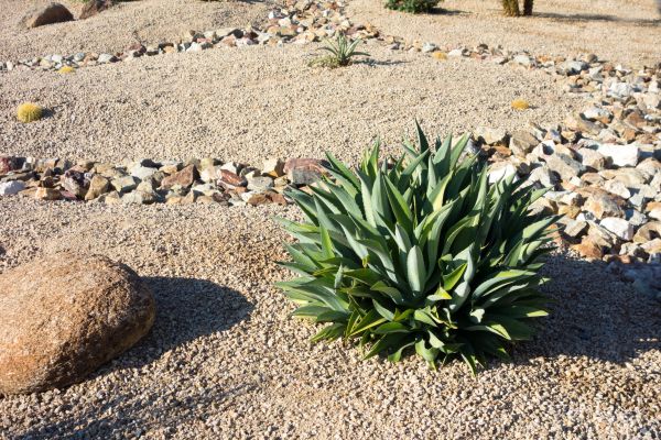 Xeriscaping Service in Concord