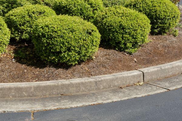 Pine Mulch Installation in Concord