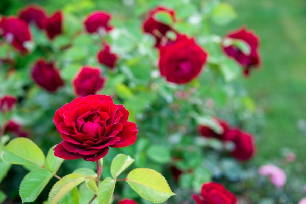 Rose Planting in Concord