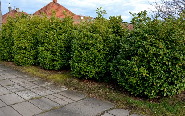 Privacy Shrub Installation in Concord