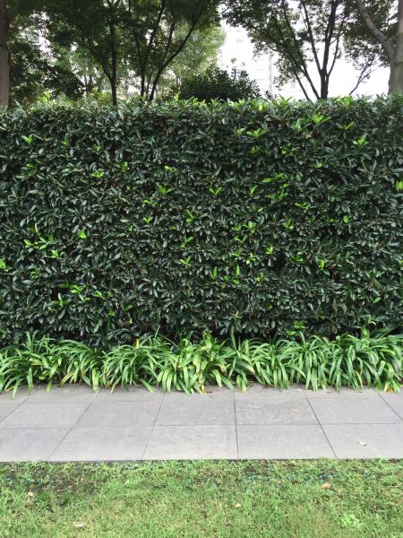Privacy Shrub Planting in Concord