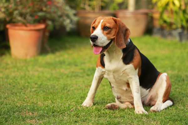 Dog Friendly Landscaping in Concord