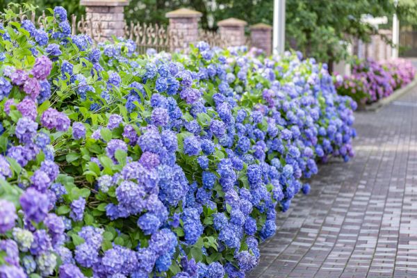 Hydrangea Landscaping in Concord