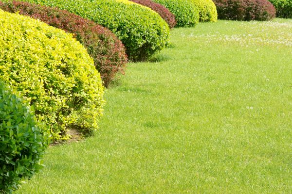 Shrubbery Planting in Concord
