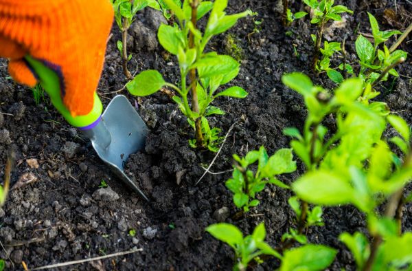 Hydrangea Planting in Concord