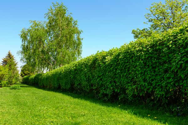 Hedge Replacement in Concord