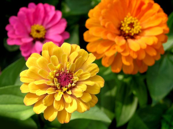 Zinnia Planting in Concord