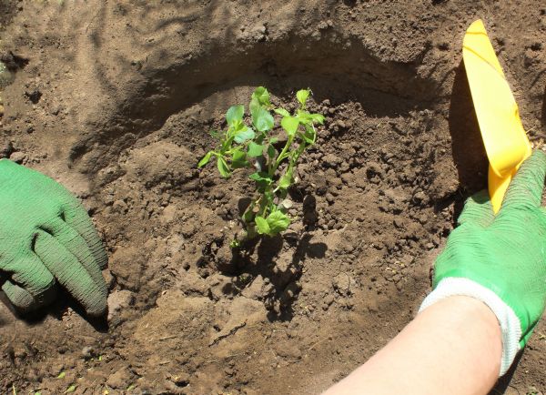 Rose Bush Planting in Concord