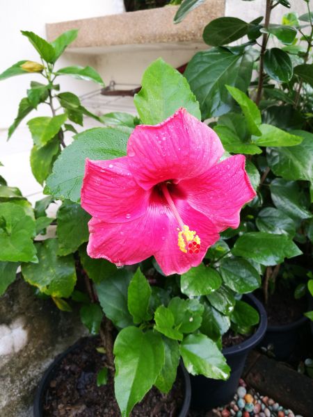 Hibiscus Planting in Concord