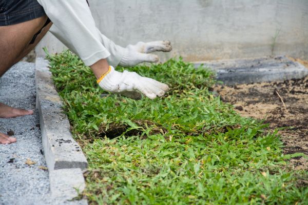 Ground Cover Planting in Concord