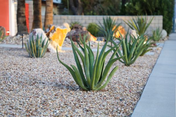 Drought Resistant Landscaping in Concord