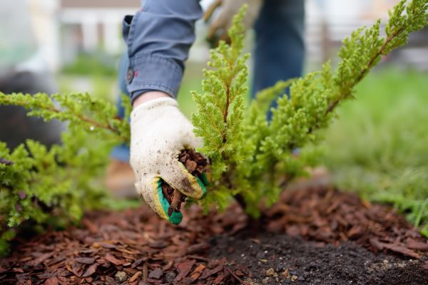 Church Mulching in Concord