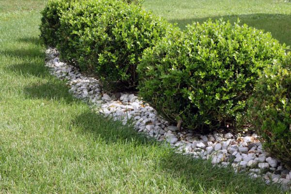 Boxwood Planting in Concord