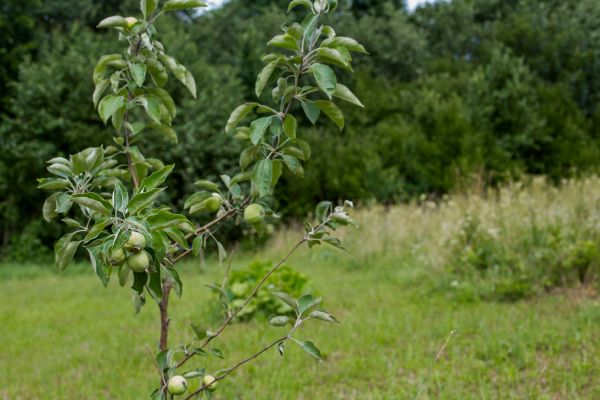 Apple Tree Planting in Concord