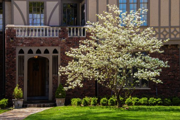 Dogwood Tree Planting in Concord